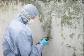 Best Black Mold Removal  in Thoreau, NM